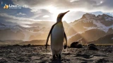 1.Penguin Landscape Esm W160